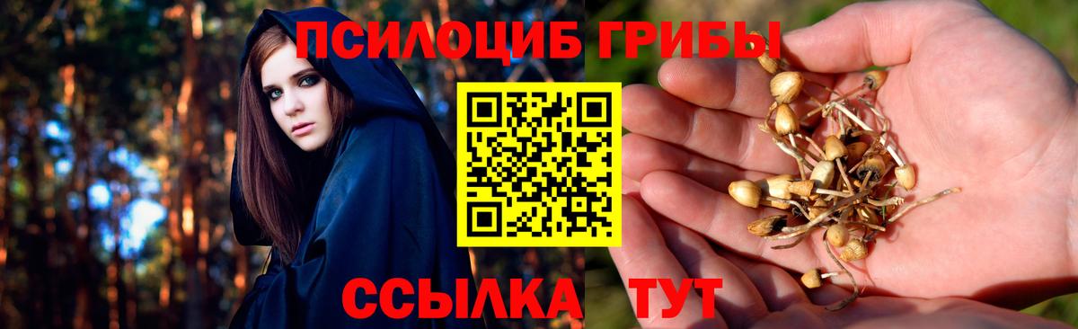 Карачаевск  Псилоцибиновые грибы Psilocybine cubensis  Вход с VPN 